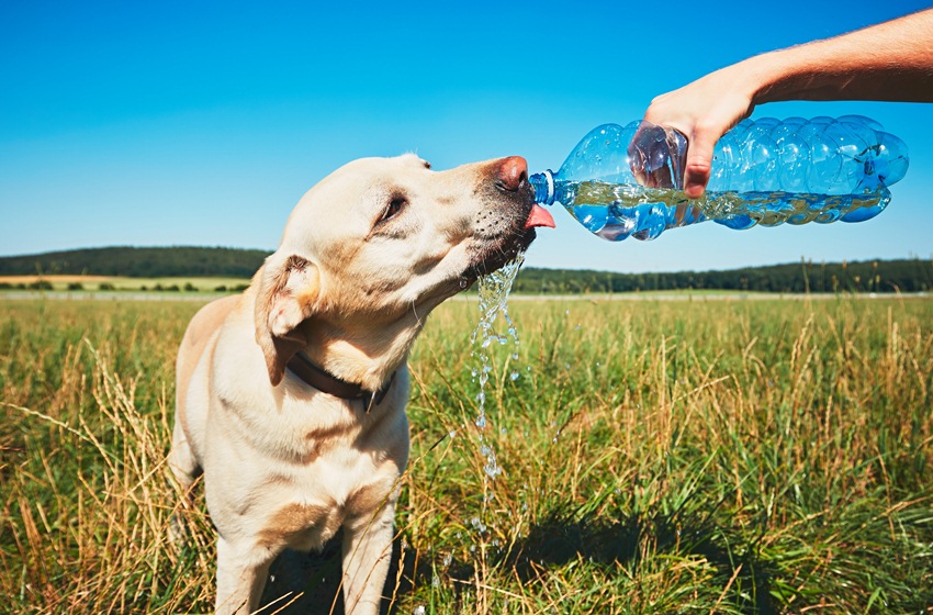 ¿Altas temperaturas? Docentes entregan consejos para cuidar a las mascotas en verano